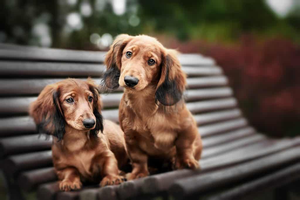 are dachshunds better in pairs