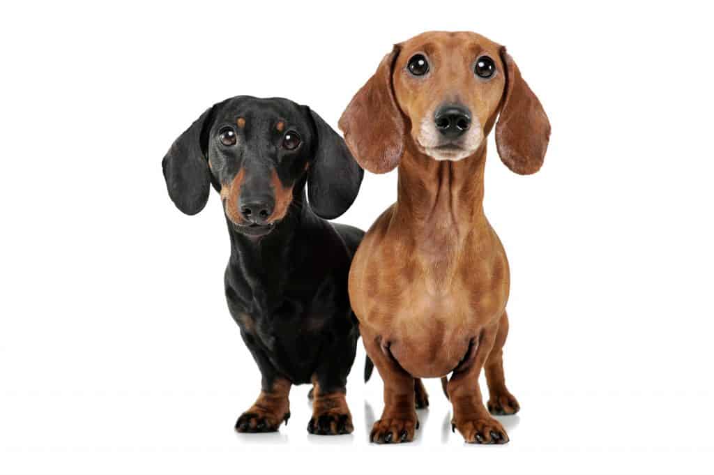 Are Dachshunds Better In Pairs Dachshund Central