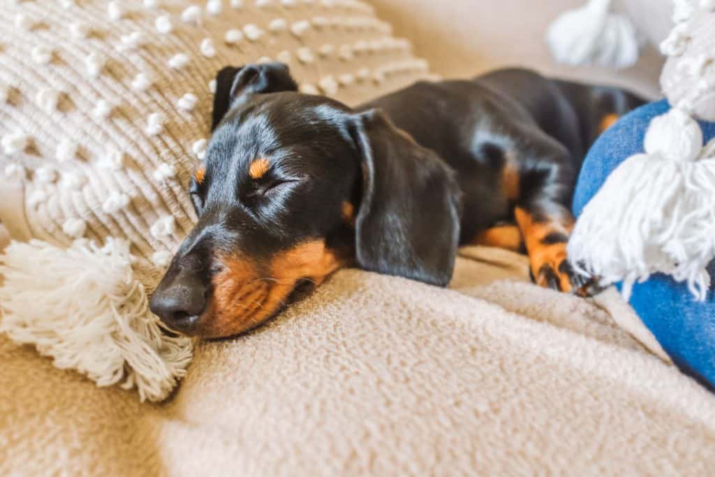 why do dachshunds sleep under covers