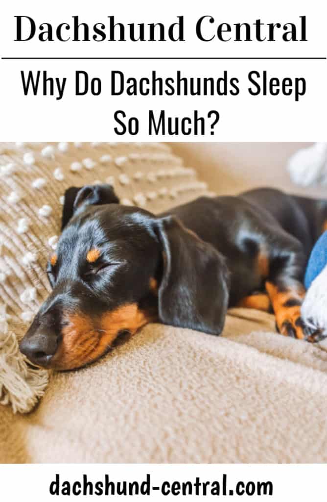 Why do dachshunds sleep so much? dachshundcentral