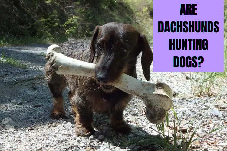 are dachshunds still used for hunting