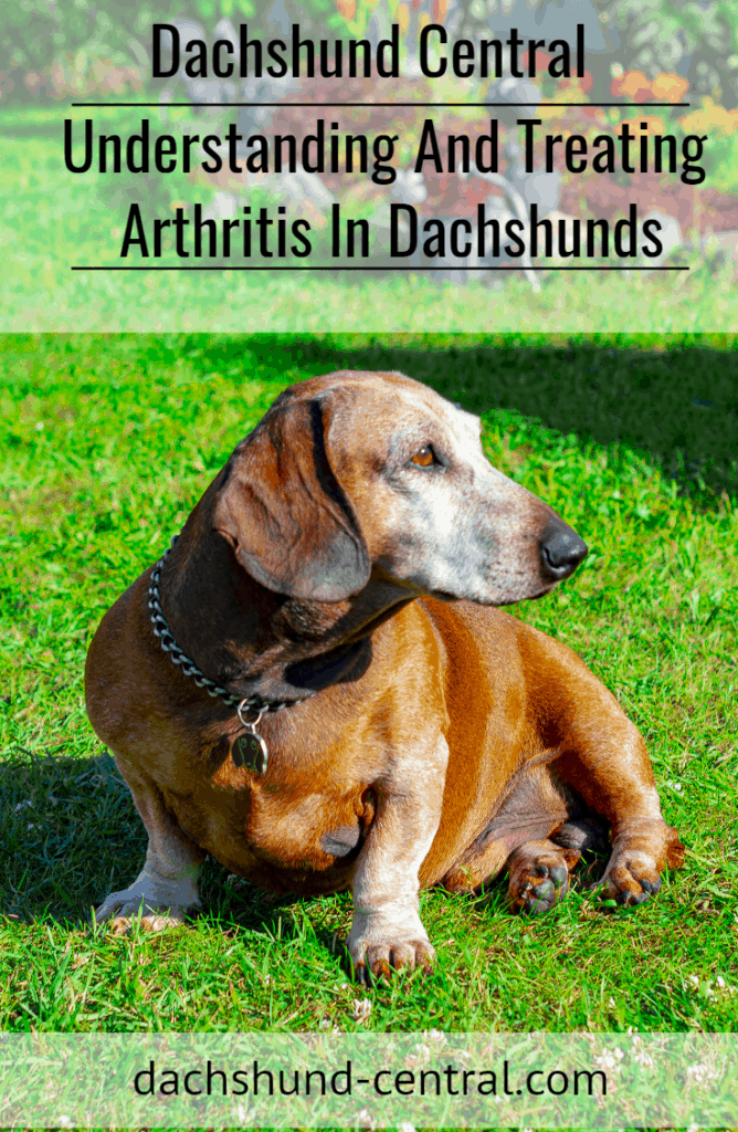 Understanding And Treating Arthritis In Dachshunds - dachshund-central