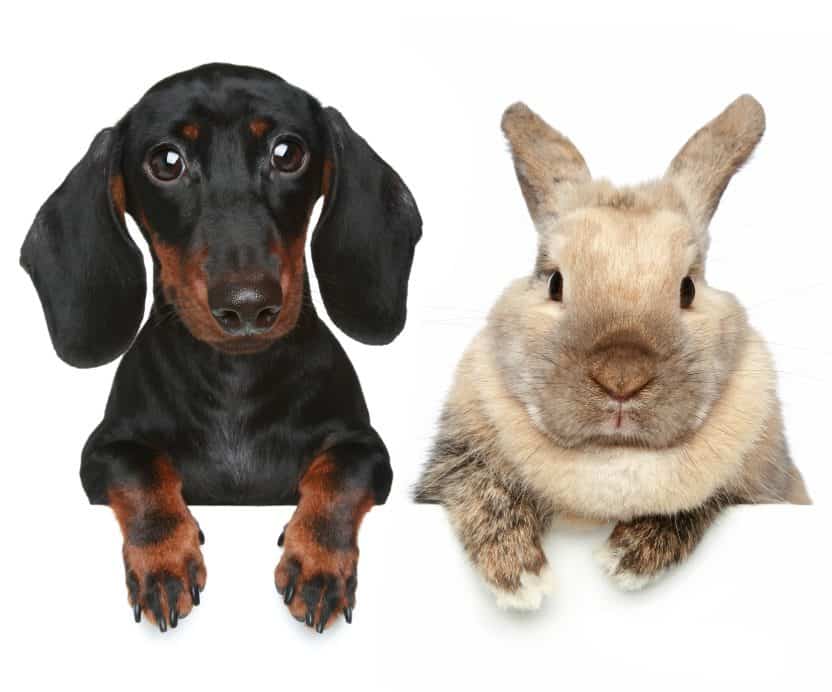 dachshund and rabbits