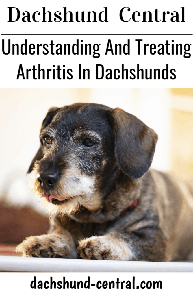 Understanding And Treating Arthritis In Dachshunds - dachshund-central