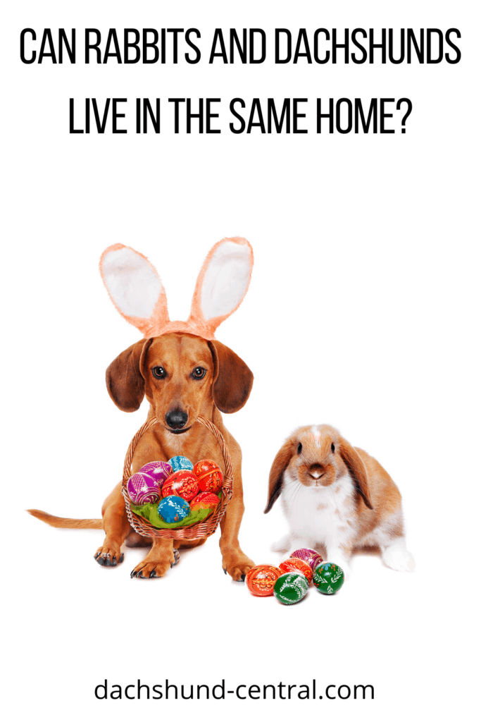 Can Rabbits and Dachshunds Live in the Same Home? - dachshund-central