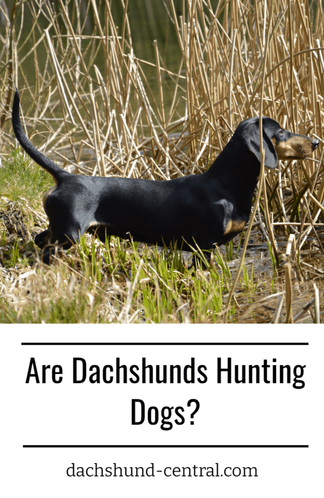 Are Dachshunds Hunting Dogs? dachshundcentral