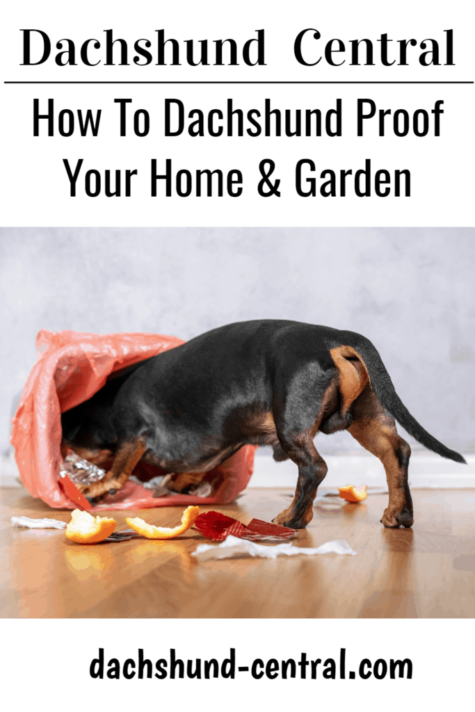 How To Dachshund Proof Your Home & Garden - dachshund-central