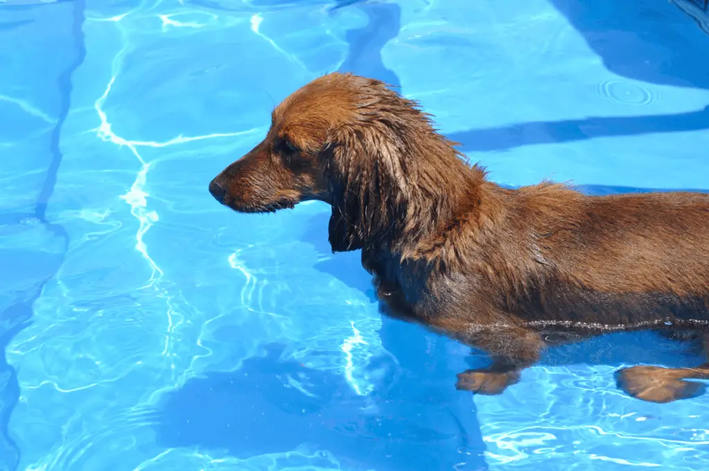 dachshund in water
