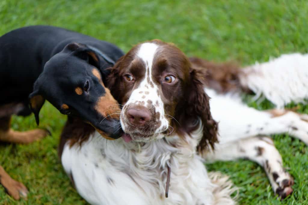 are dachshunds good with other dogs