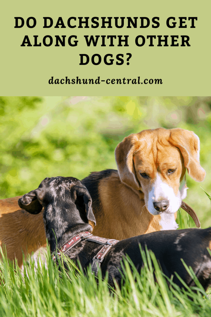 Do Dachshunds Get Along With Other Dogs? dachshundcentral