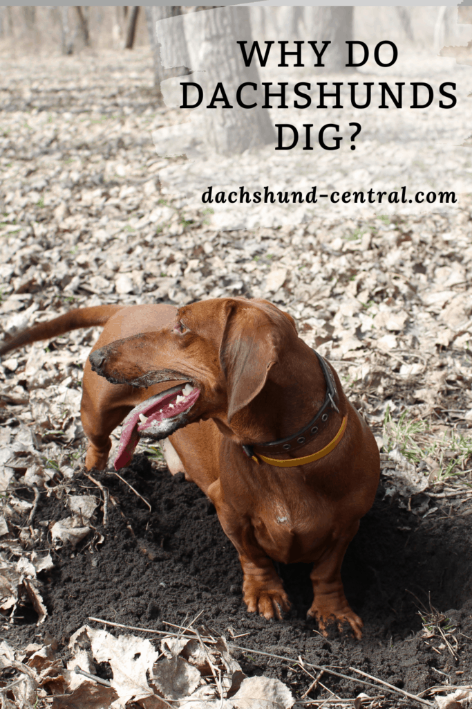 Why Do Dachshunds Dig? - dachshund-central