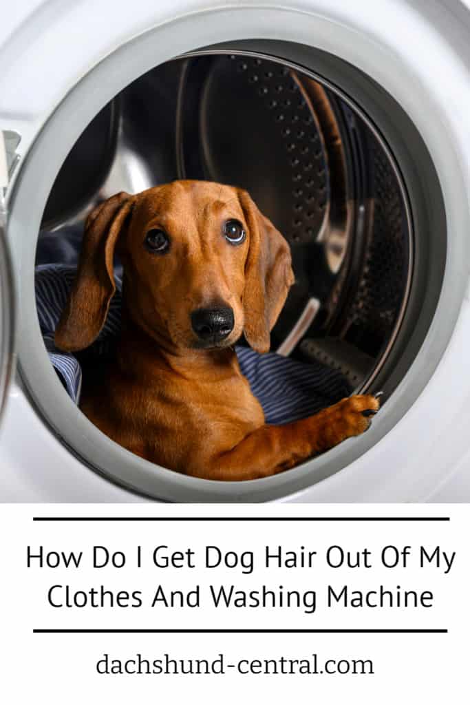 How Do I Remove Dog Hair From Clothes And Washing Machine? dachshund