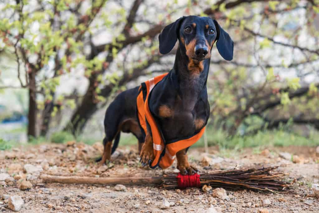 dachshund service dog vest