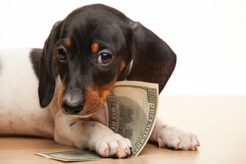 how much does a wiener dog cost