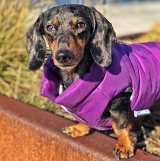 Dachshund Clothes That Actually Fit! - Dachshund-central