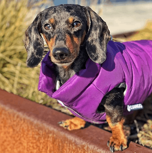 Dachshund clothes that actually fit! | dachshund-central