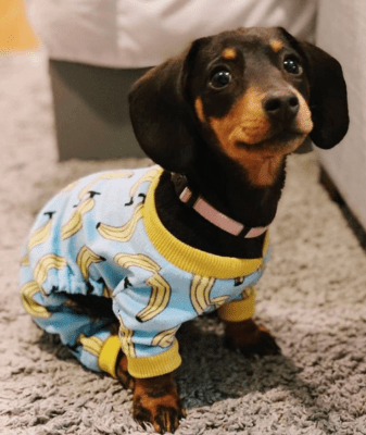 Dachshund clothes that actually fit! - dachshund-central