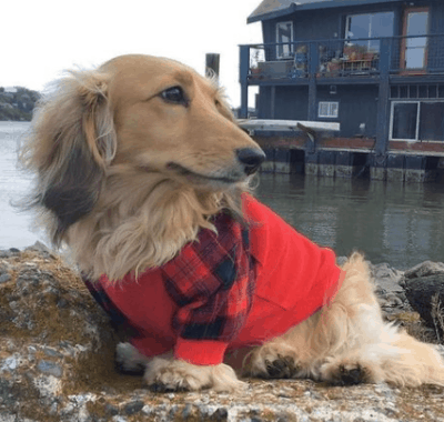 Dachshund clothes that actually fit! - dachshund-central