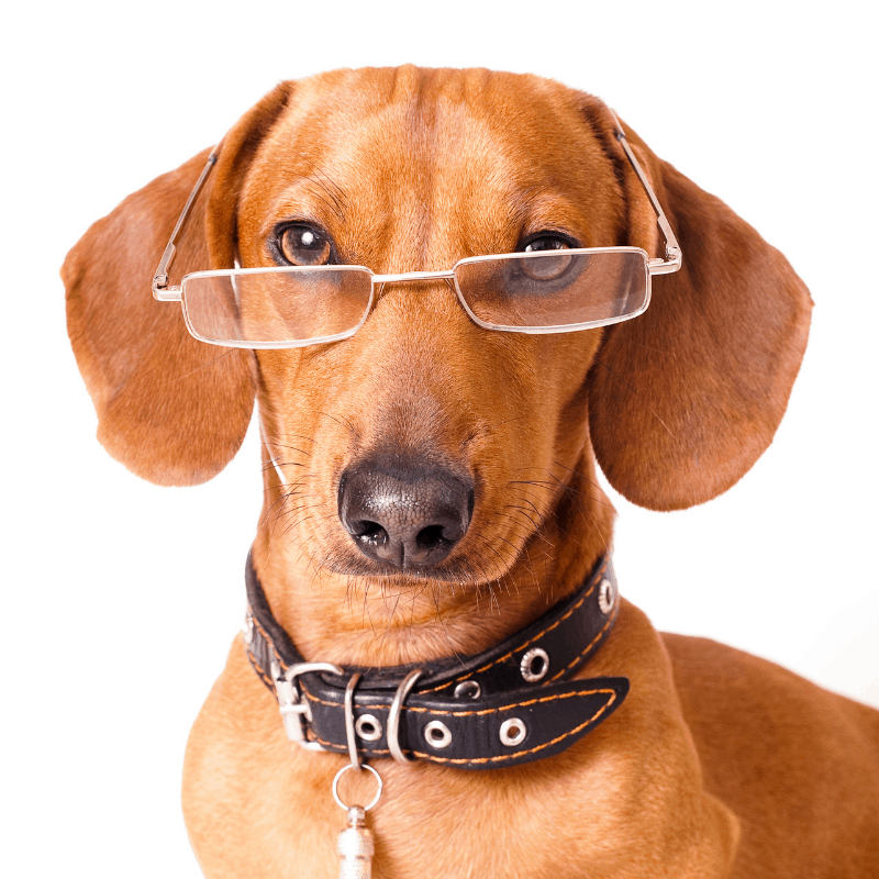 are dachshunds smart