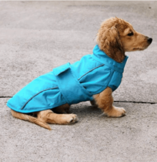 Do dachshunds get cold easily? - dachshund-central