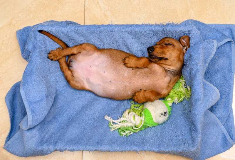 Dachshunds love to sleep on their back