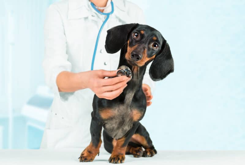 Tips for preventing IVDD in Dachshunds