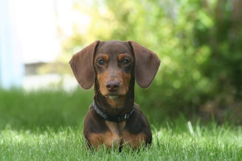 Standard Dachshund vs Miniature Dachshund