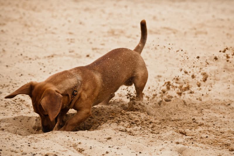 Dachshunds love digging your garden