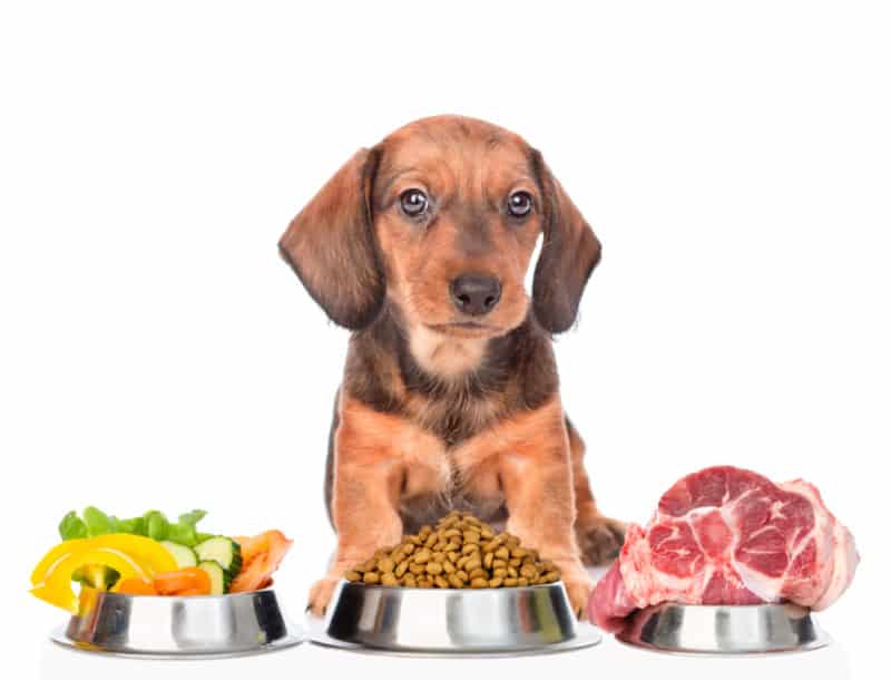 Are dachshunds carnivores or omnivores?