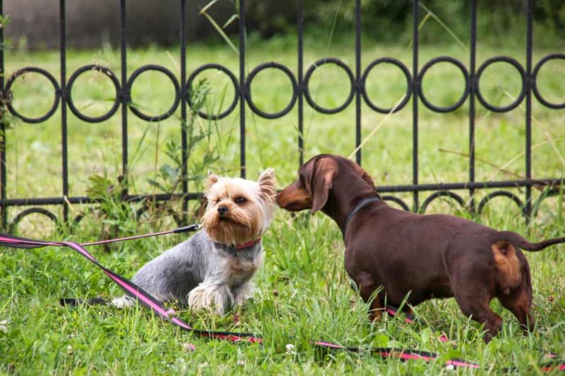 How do I socialize my dachshund with other dogs?