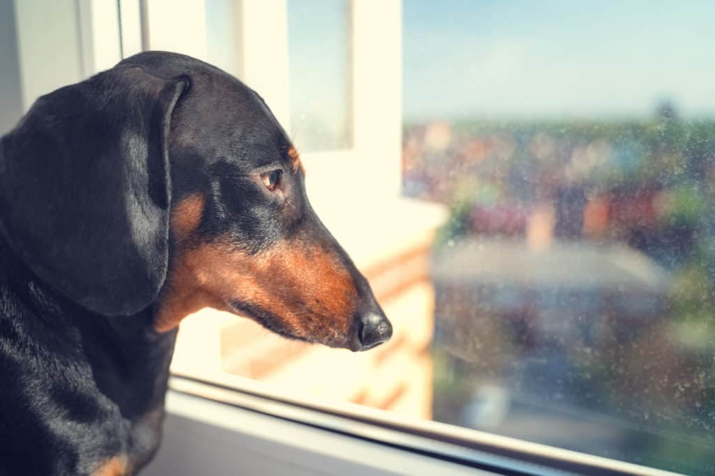 Are dachshunds prone to separation anxiety?