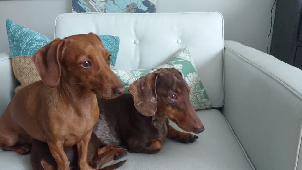 Can two dachshunds be left alone?