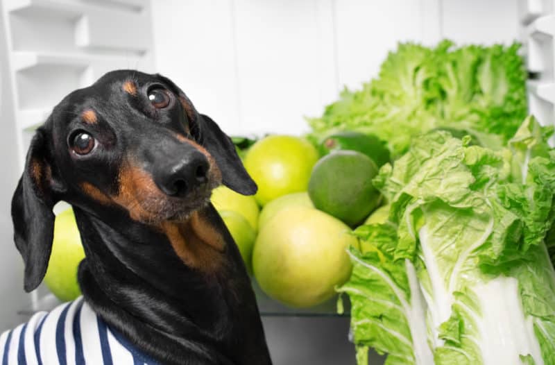 can dachshunds be vegan