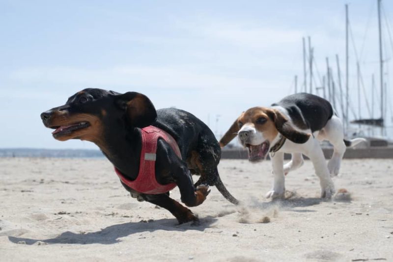 How to socialize your dachshund