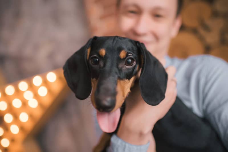 How do I get my dachshund to like people?