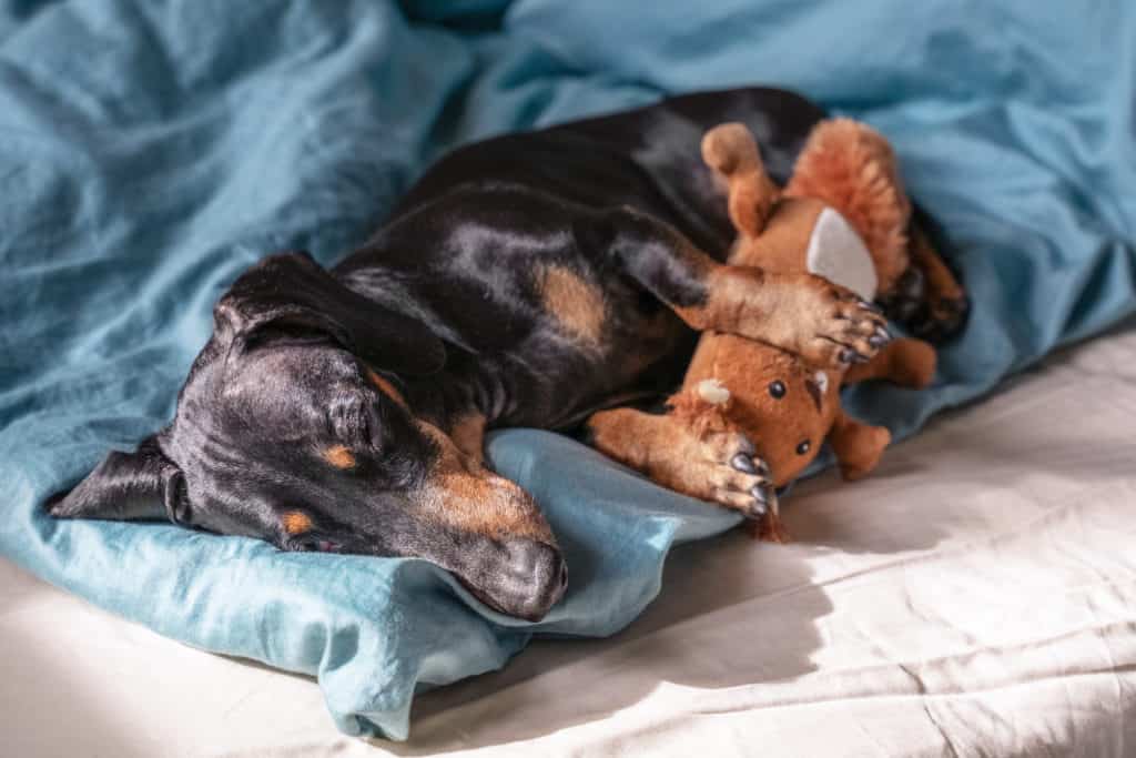 Do dachshunds like cuddling