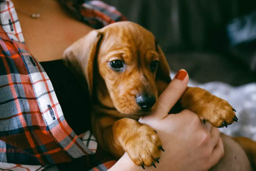 Do dachshunds like to be held