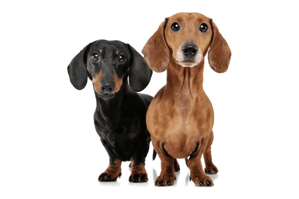 Is it better to have 2 Dachshunds