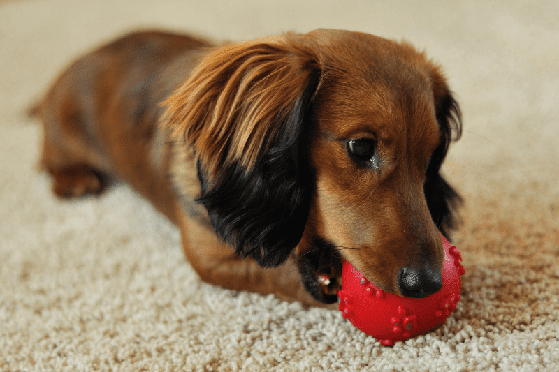 why do dachshunds bite so much