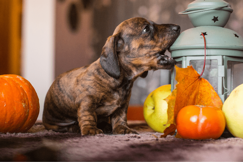 why do dachshunds bite so much