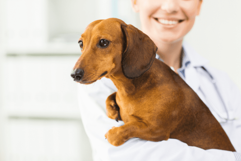 Understanding and Treating Hair Loss and Bald Spots in Dachshunds