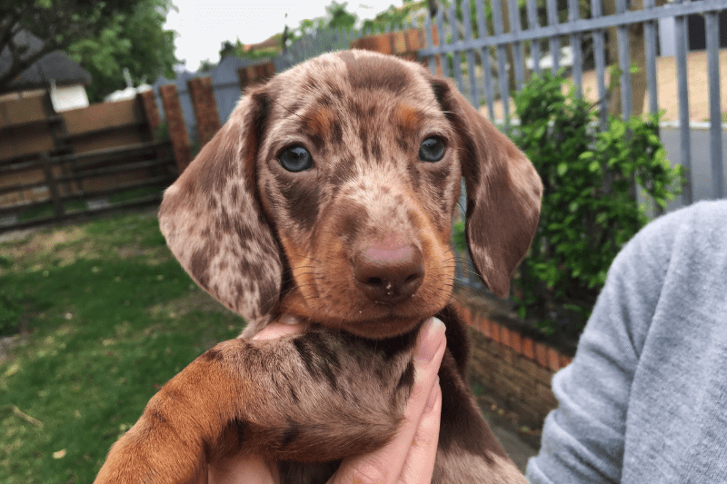 what makes a dachshund a dapple