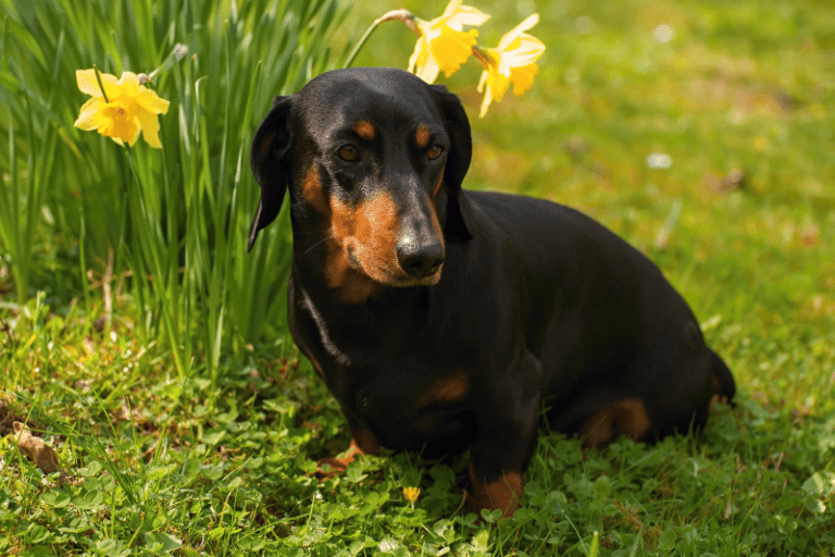 Are miniature dachshunds good pets? dachshundcentral