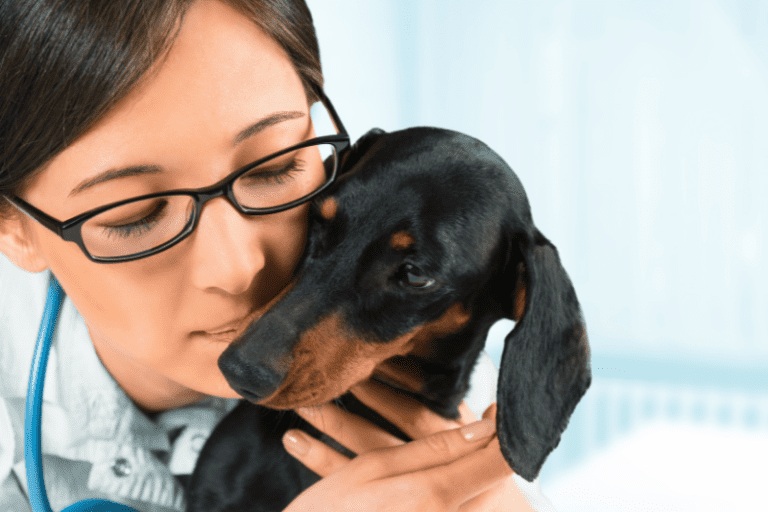 Dachshund Back Problems and How to Avoid Them dachshundcentral