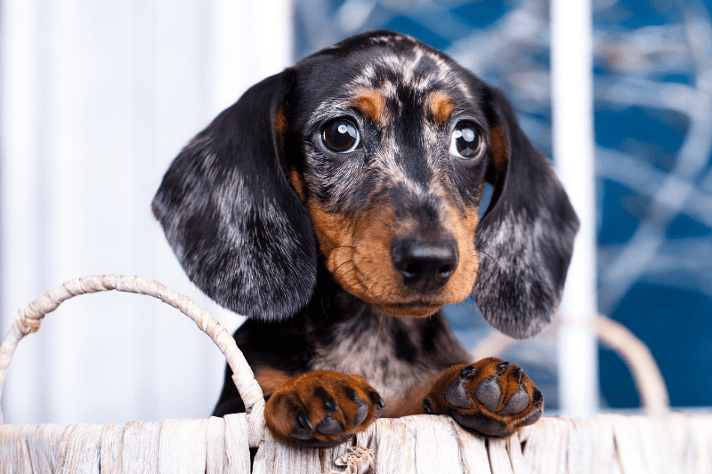 what do i need for a new dachshund puppy