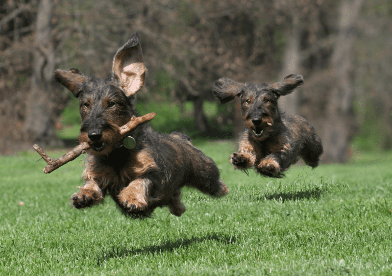 What were dachshunds bred for? dachshundcentral