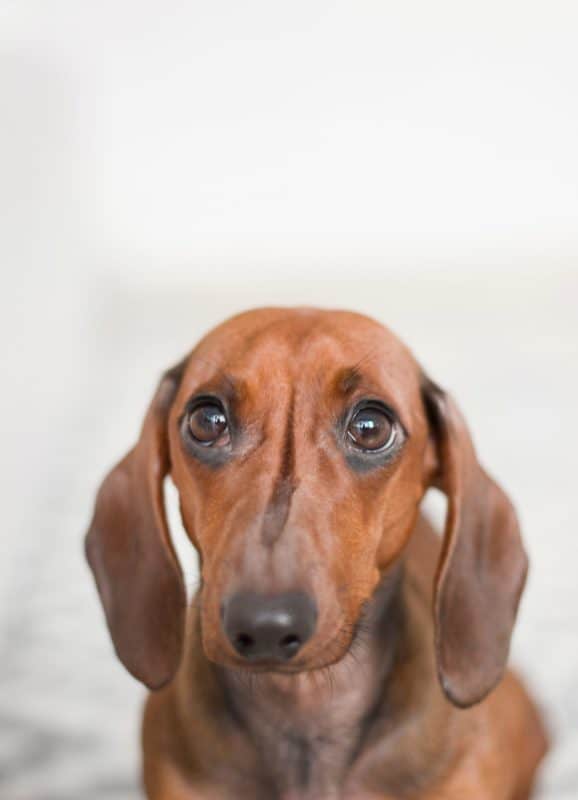 how long will my dachshund live