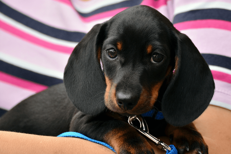 what are dachshunds good for