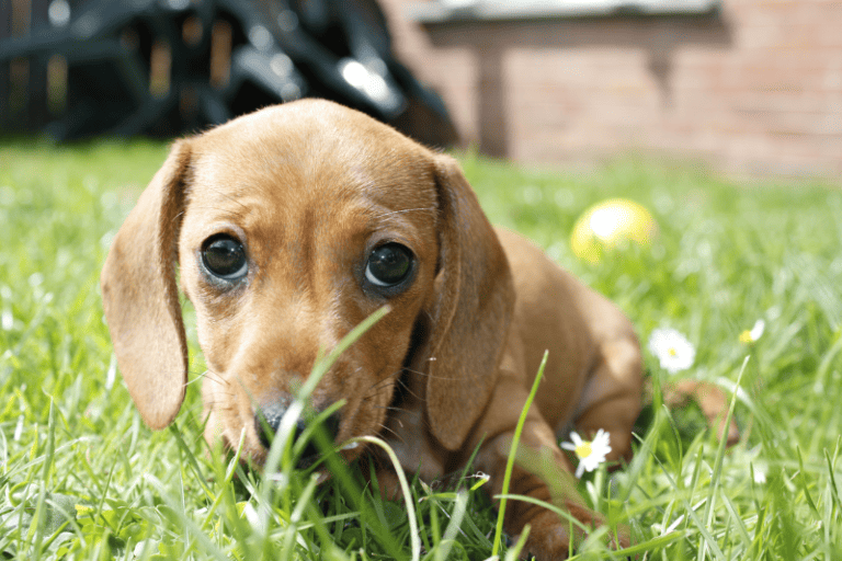 Are miniature dachshunds good pets? dachshundcentral