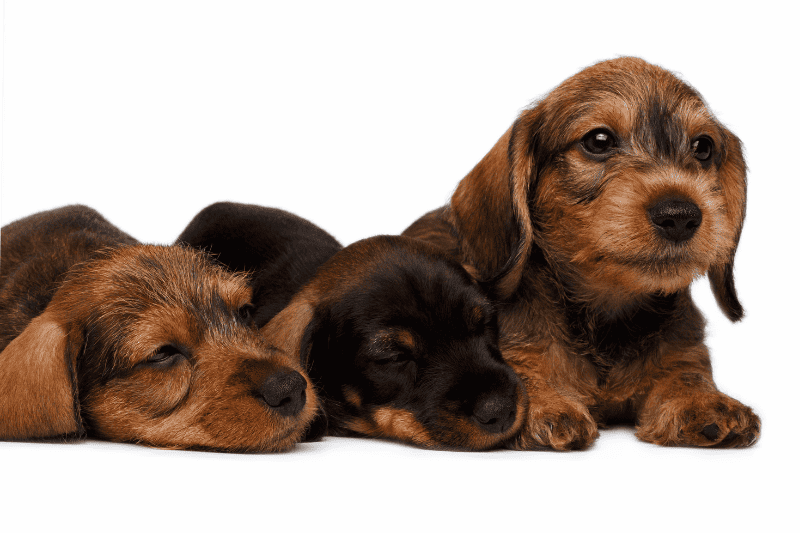 what should i feed my dachshund puppy